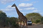 Safari Kenya 0273.jpg